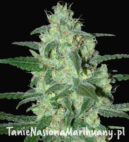 da944ad43eeb73d2795116081f22e18c