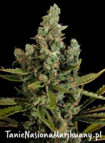 dab313a261c9ed0ac7db7fb4720434a3