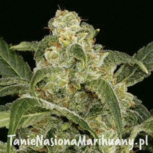 db740afe7ab354de0cdb739de588f5ff