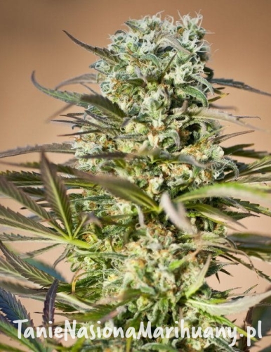 dbbf117b54c959862be4b2506a5f7559