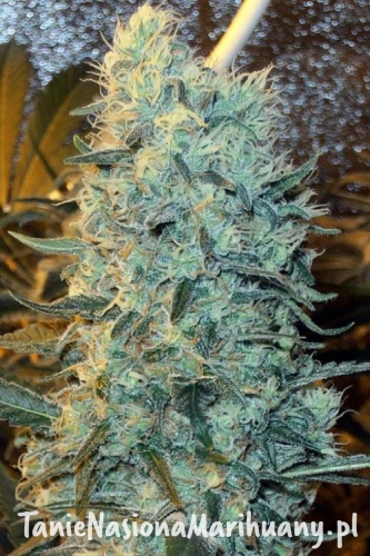 dbdb2fb7bc93a32ad06ea4b31f0e6340