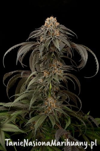 dc1765079d817ac31f50139893fbf2e3