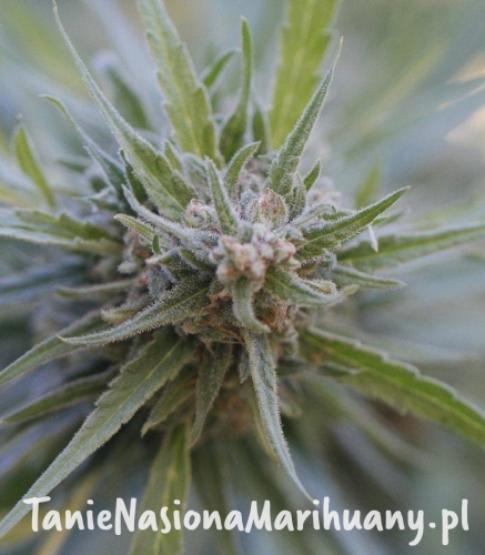 dc77f4cdb9366605cd072049d57a6cd2