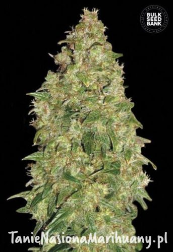 dd167234c2c00f5d4316288c3c2ab44b