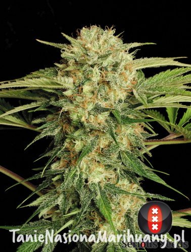 dd7cc3ab6ce8925653ca2ad1fa70622b