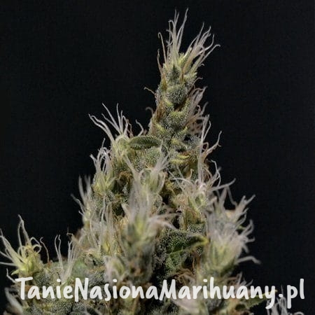 decd3bf433def99c8214e6dd54cfb945