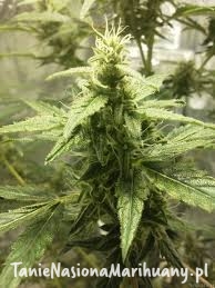 defaf3277160f8802e2acc929a513316