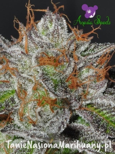Bruce-Banner-3-2-2.jpg