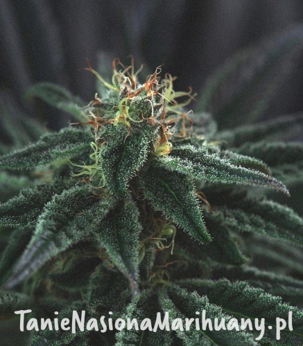 df352f1d38d0a6222ea4053c055cdf3f