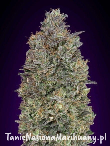 df72a8b01f81b49b52761272af612aab