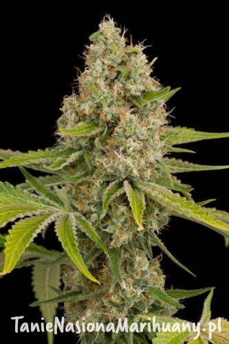 df88a984906d3423d0ad09685fa4cb38