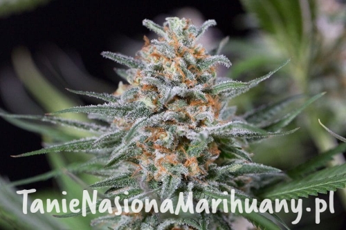 e05c75475a1aae998287547ef1b85c10