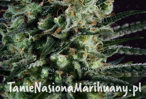 e0de441e0fe3d442e14922f5fa1fda93