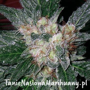 e1678f3c81ddbbc7aec02837bf16ca48