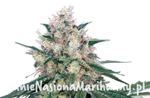 e1cdd2bc6e14f7038ae5d20ab692a5a5