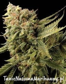 e1e12109b94ae89aa6b7876fec5e0ba0