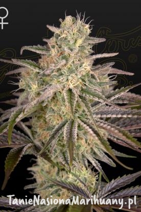 e253d920475f46c882ea0542a4edc336