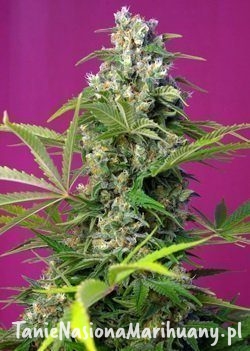 e25ea4339c57ac188e623b367e2262f8