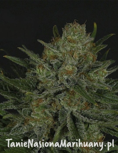 e27185fdd355be331689b9c37e28591b