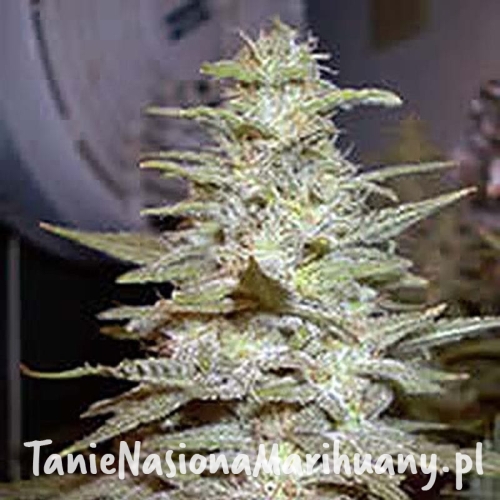 e2ea49360dff9a5a6ade5fd159e1c9c1