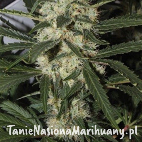 e359c0703c2ba85acb54c48f7dabe334