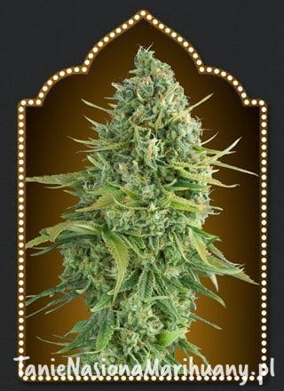 e36bcf92f6b5e51cea1bd18c2a5f3c4c