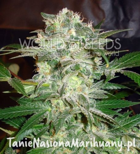 e3e57ec2541fd5514e2f30820f42d1d4