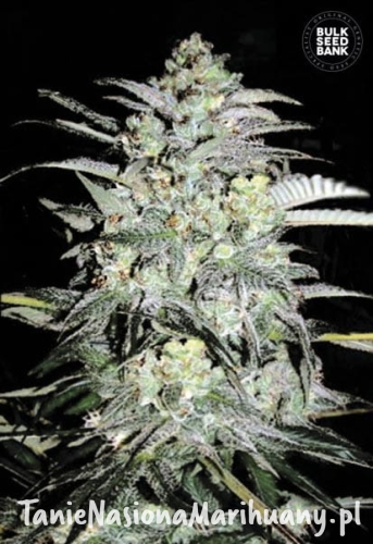 e3ea16490dcc60944b53c4ccdc70ece4