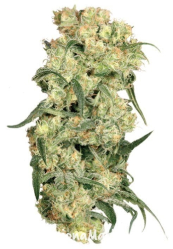 e4c820584643892ddcd57c218cf5735d