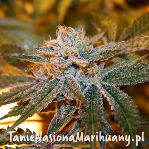 e4eca71746c02df63221d2652fcf911a