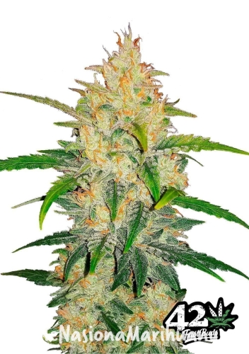 e56161a1ff2fd78e0929026d6a7600d2