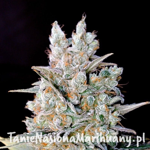 e5c38c9678fff472cf5b1d13c25d93ef