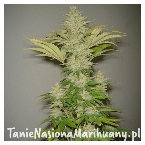 e5d1721b05eb2af4dd448d2327945f21