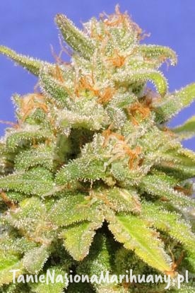 e5d7adf2bd75dc42754a9870199ff1bc