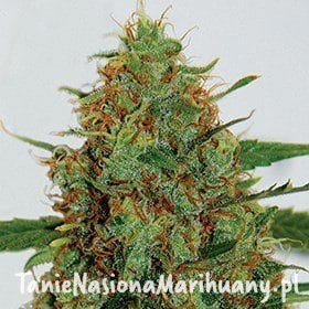 e5ea7736255ba65f3e08e961c322e0b3