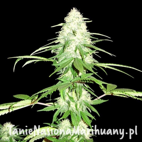 e61d39ce247b4a48f5f3d74fce74f401