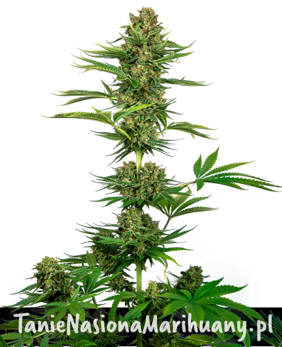 e6e5a6819079cdd0a3841f0271d3ba4a