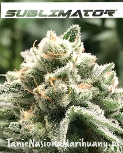 e703c37a6fe3d941755b5d00b34ea1ed