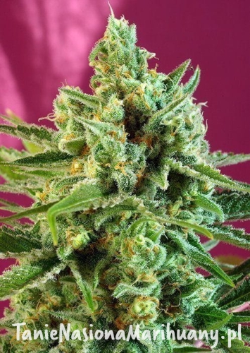 e7457f9f4eedbacc67464781c260f072