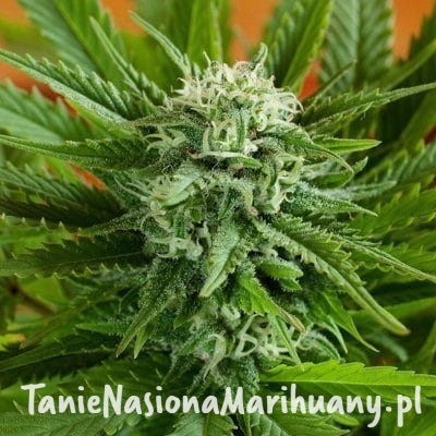 e77ec433b0bfdd35b2dadea3983feacd