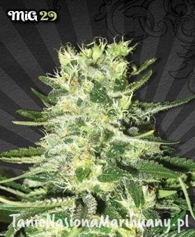 e78e56222830f5b36e3e4afe996f8ac2