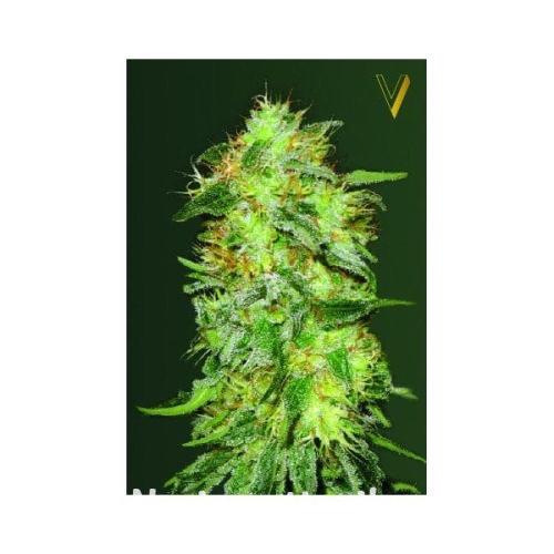 e7ae5c76cabb4da59827cb246288ba3f