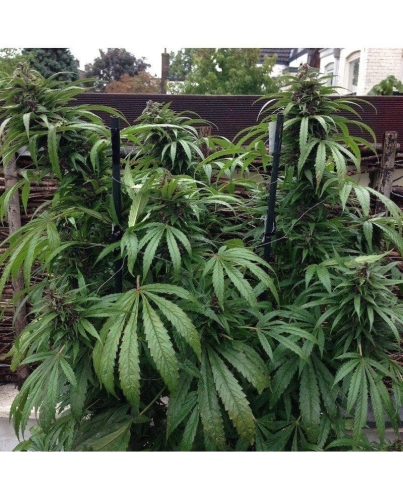 e7dbce9697a58ce14cc7d8eb4a3ed7ef