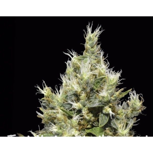 e7e0fef2ffb805629a4e11d253a4df3a