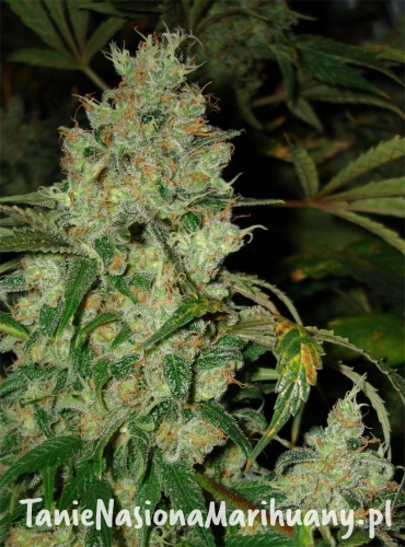 e8dbbabe0077b96fb96ee14f1e95215f