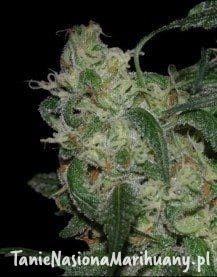 e8ff009cb156fa4623a4c8a4b23c0cc5