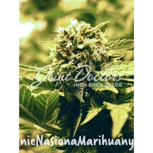 e9247a5caf5f17a16a29a601c6da4f2d