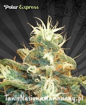 e977e3e412ddc1bd309fff2ec6e44daa