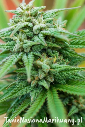 e9ae93d3dc767325442e25cd7ad89c3c