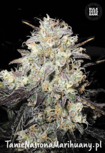 e9c49e88fc973f91be594fcd92ab995c